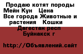 Продаю котят породы Мейн Кун › Цена ­ 12 000 - Все города Животные и растения » Кошки   . Дагестан респ.,Буйнакск г.